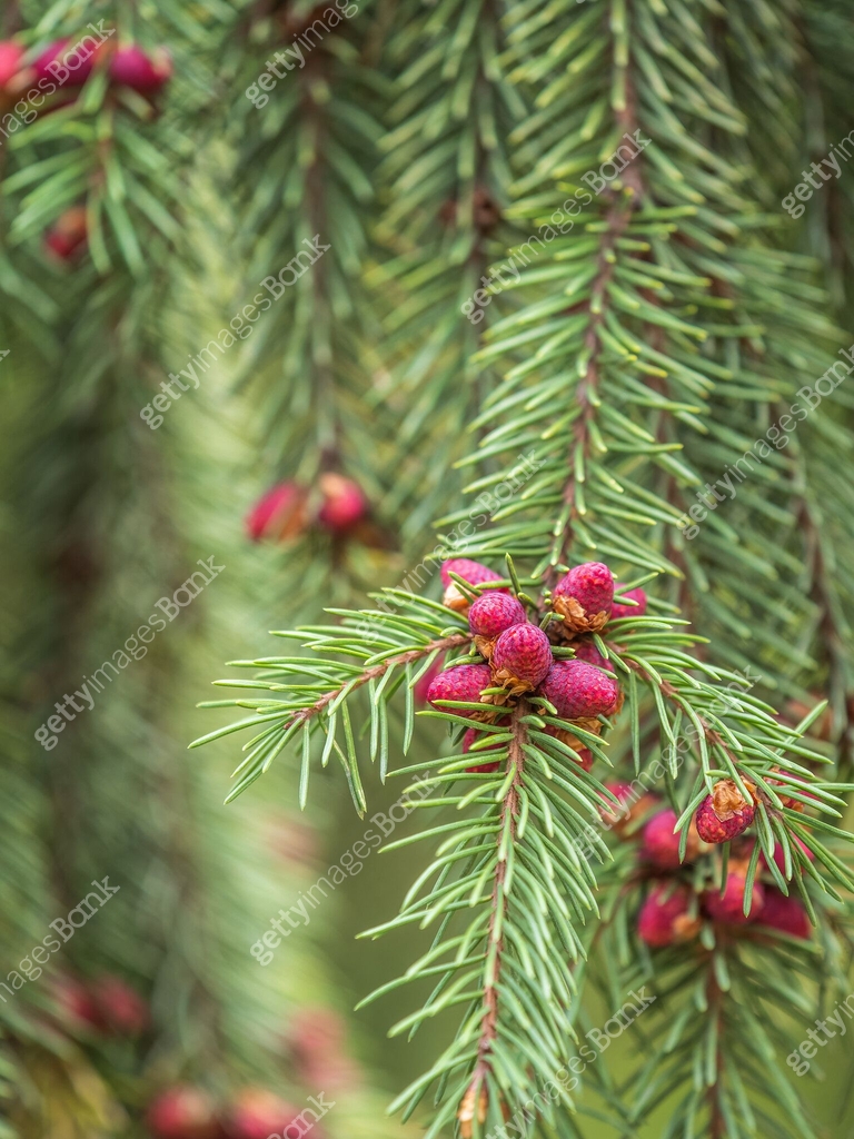 Spring Blaze Fir Fir branches with fresh shoots in spring. 이미지 (1817844982) - 게티이미지뱅크