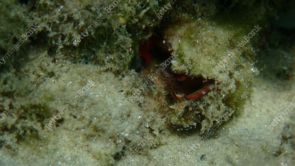 Bivalve mollusc Noah's ark shell or Noah's ark, Noah's arch (Arca noae ...