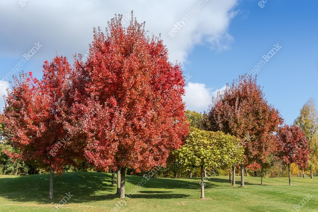 Red Maples Ruggery Group of red maples with bright autumn leaves in park 이미지 (1826309321 ...