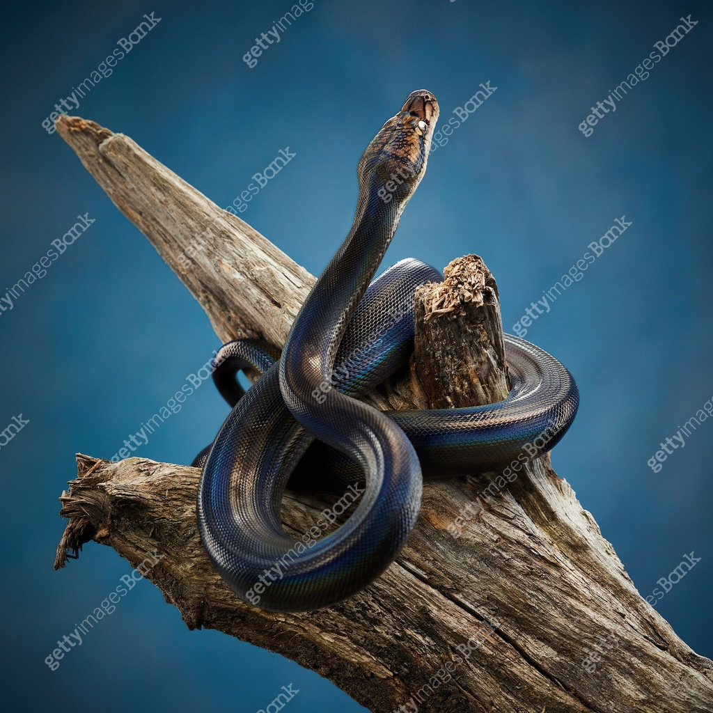 Reticulated Python on black background 이미지 (1844523930) - 게티이미지뱅크