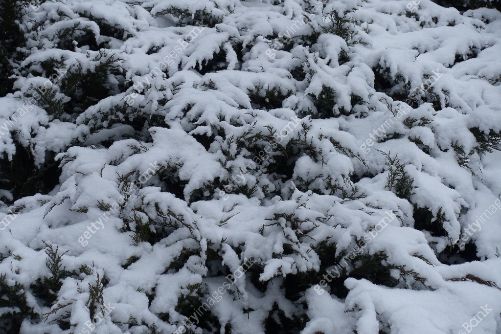 Backdrop - shrubs of savin juniper covered with snow in January μ΄λ―Έμ§ ...