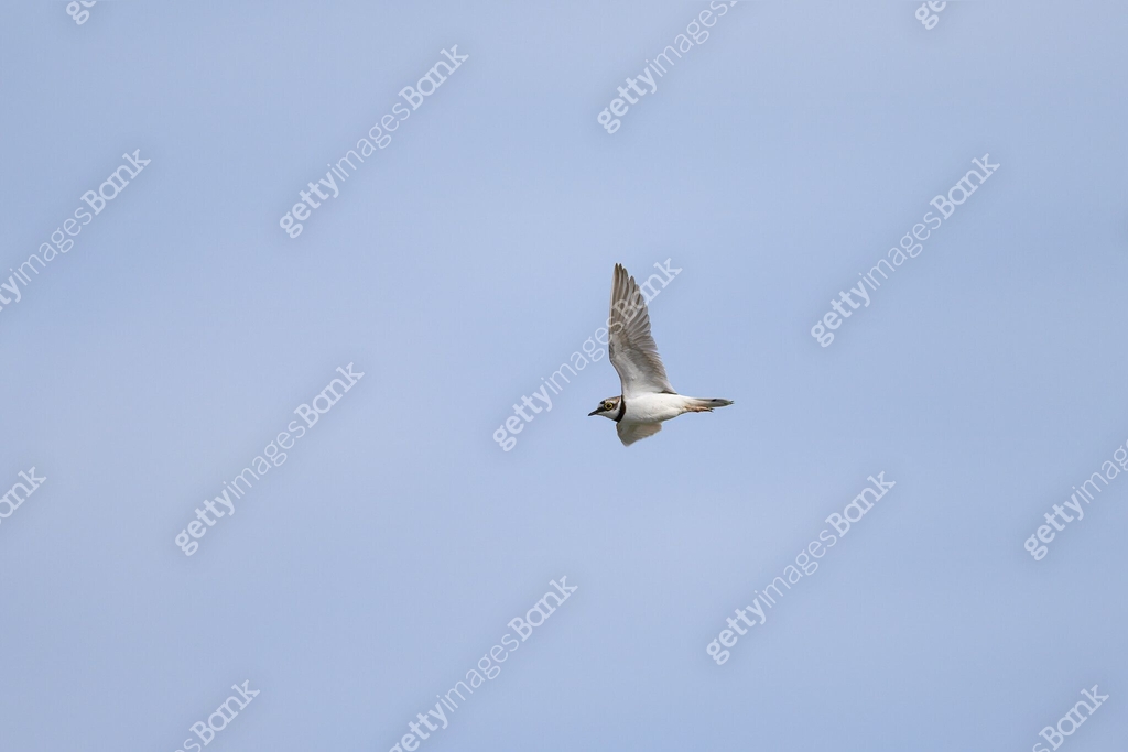 A Little Ringed Plover in flight on the beach 이미지 (1927022857) - 게티이미지뱅크