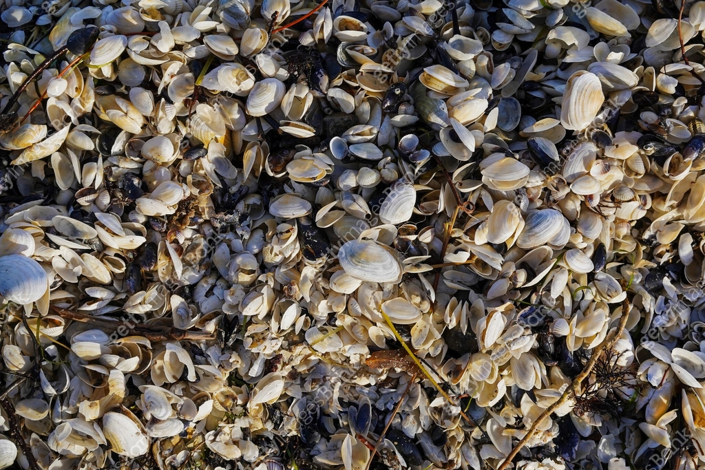 Sea shells on a beach 이미지 (1910330695) - 게티이미지뱅크