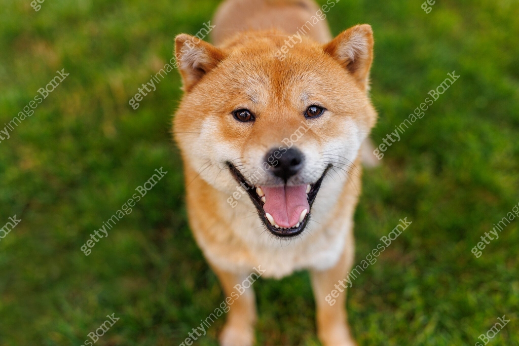 Portrait of adorable, happy dog of the Simba breed in the park on the ...