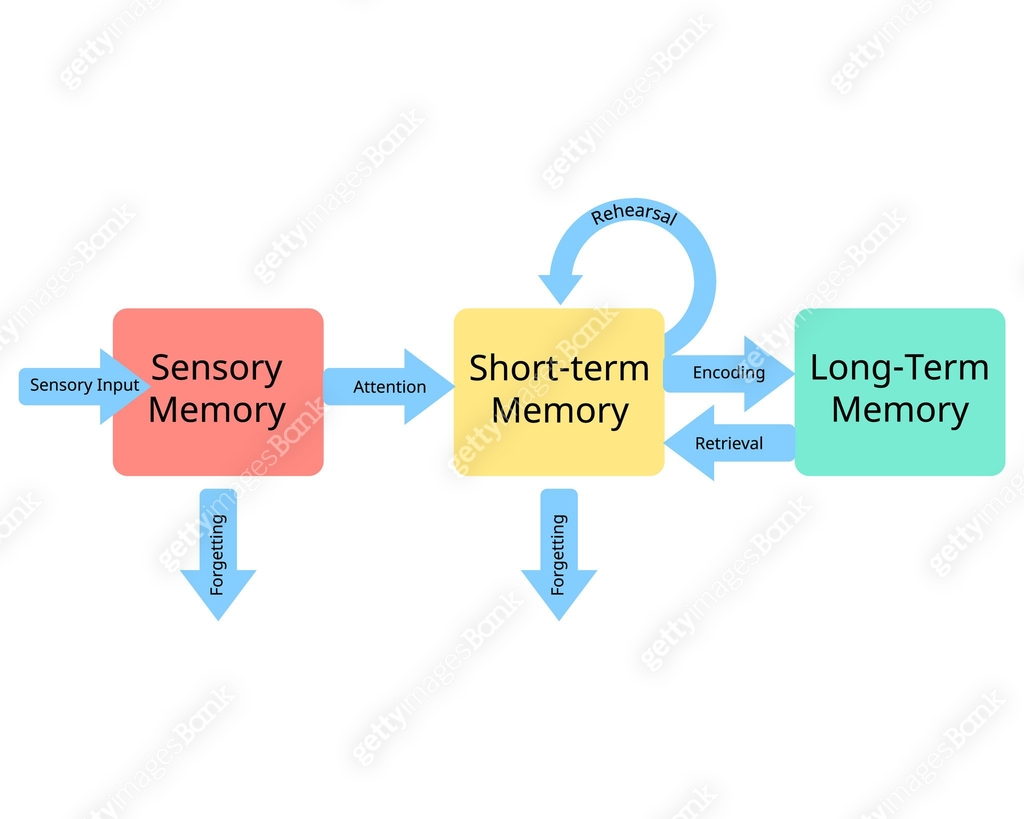 three stages of memory from sensory memory to short term memory and ...