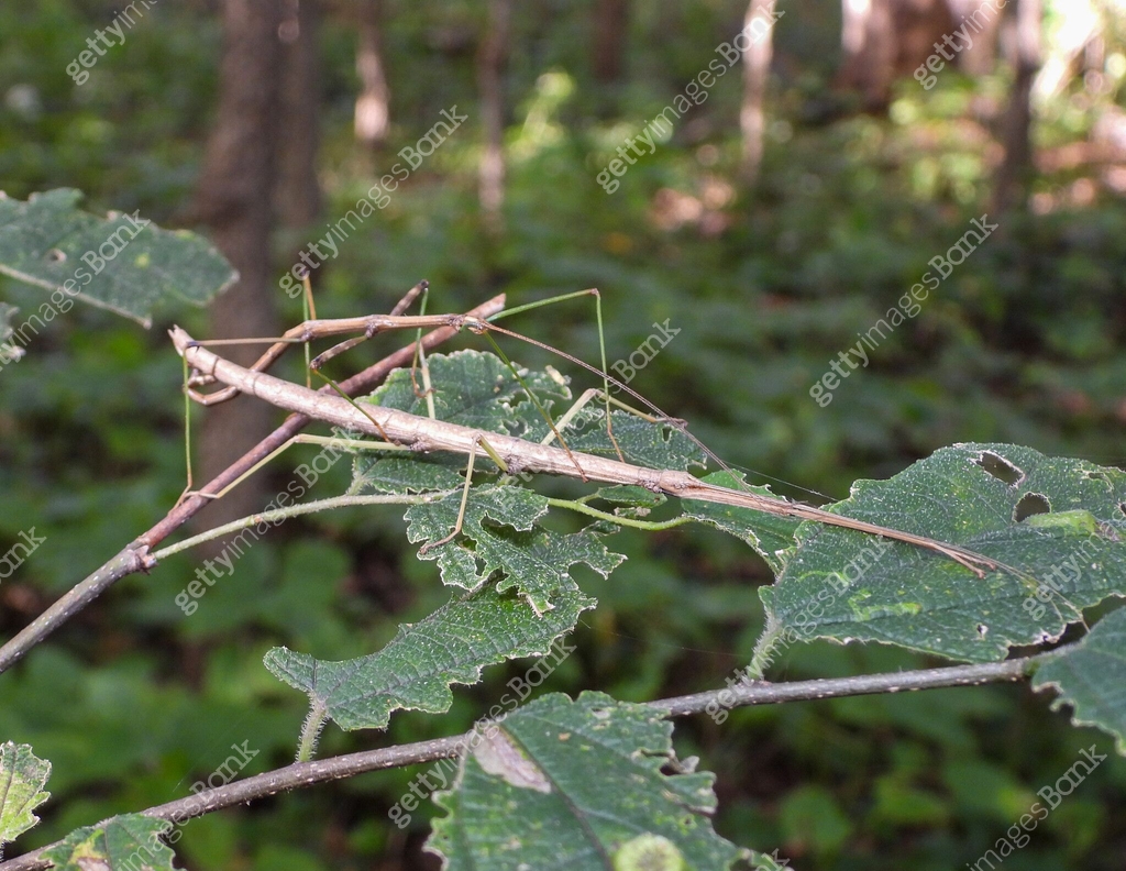 Common Walkingstick (Diapheromera femorata) North American Stick Insect ...