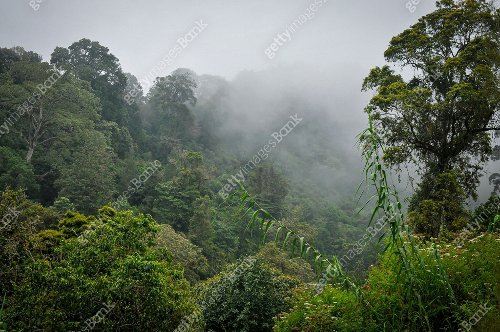 East Java Rainforest The spectacular landscape in the east of the island of Java. Rainforest ...