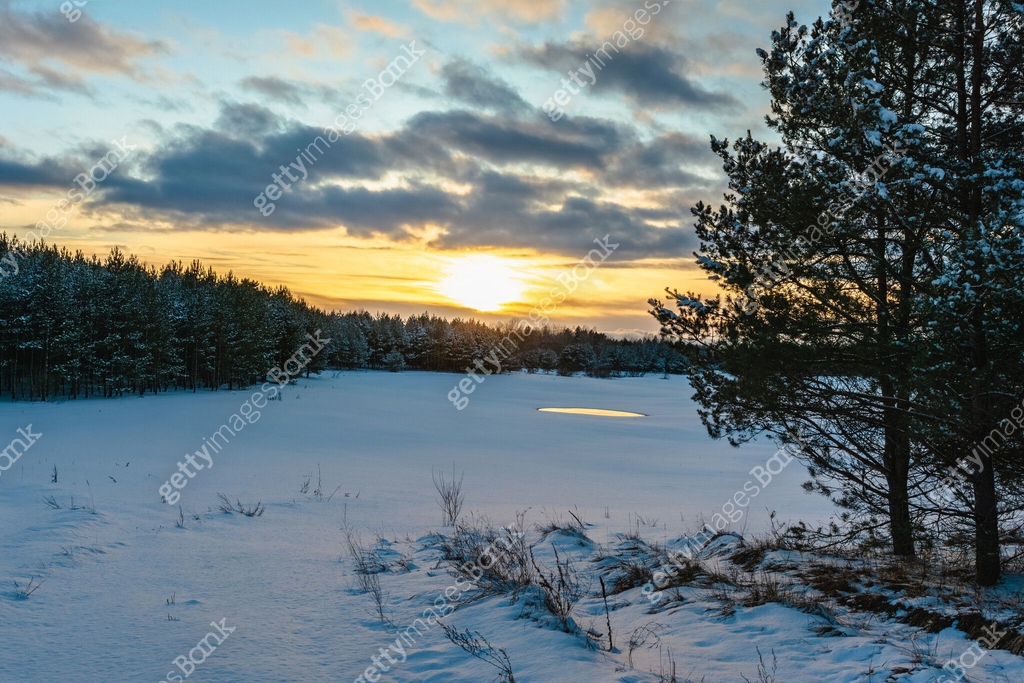 The setting sun on the horizon over a pine forest. Evening winter ...
