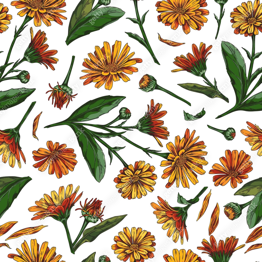 Calendula flowers hand drawn on floral seamless pattern vector design ...