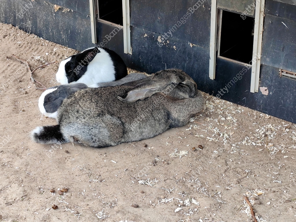 Flemish giant rabbit bunny lying down on the ground between other ...