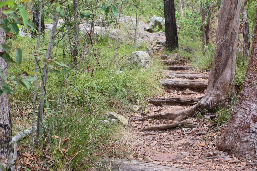 Logs and tree-roots create steps of hiking trail bordered by trees ...