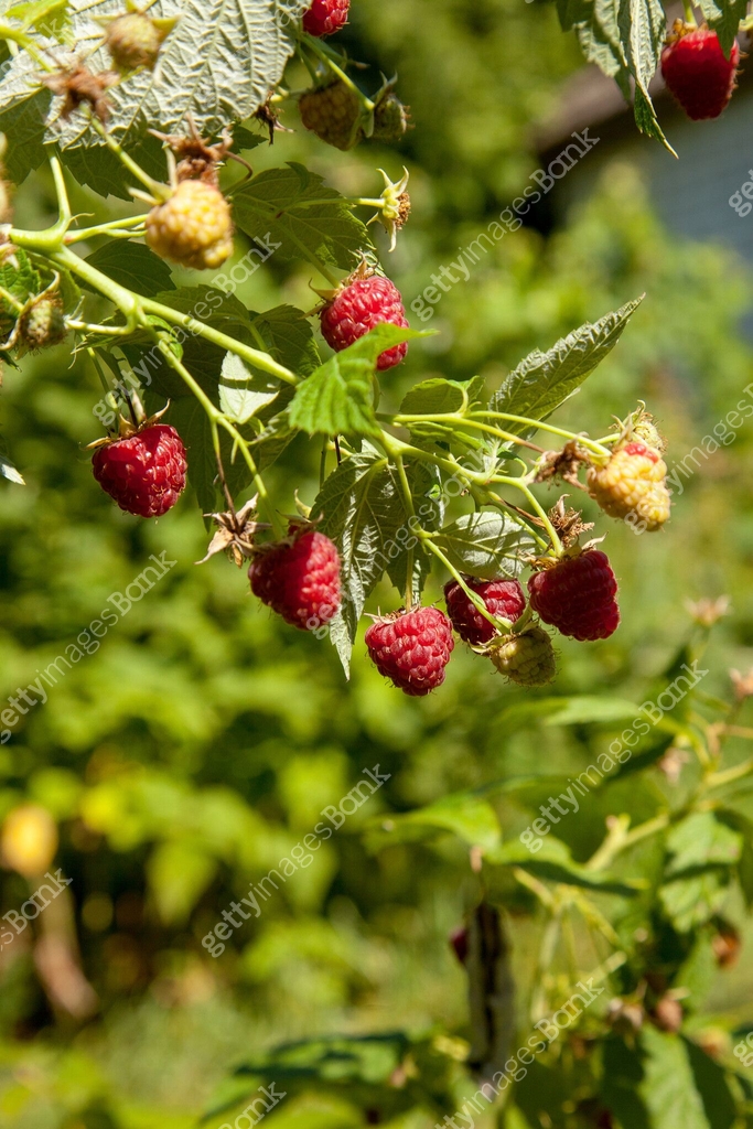 Ripe and unripe raspberry in the fruit garden. Growing natural bush of ...