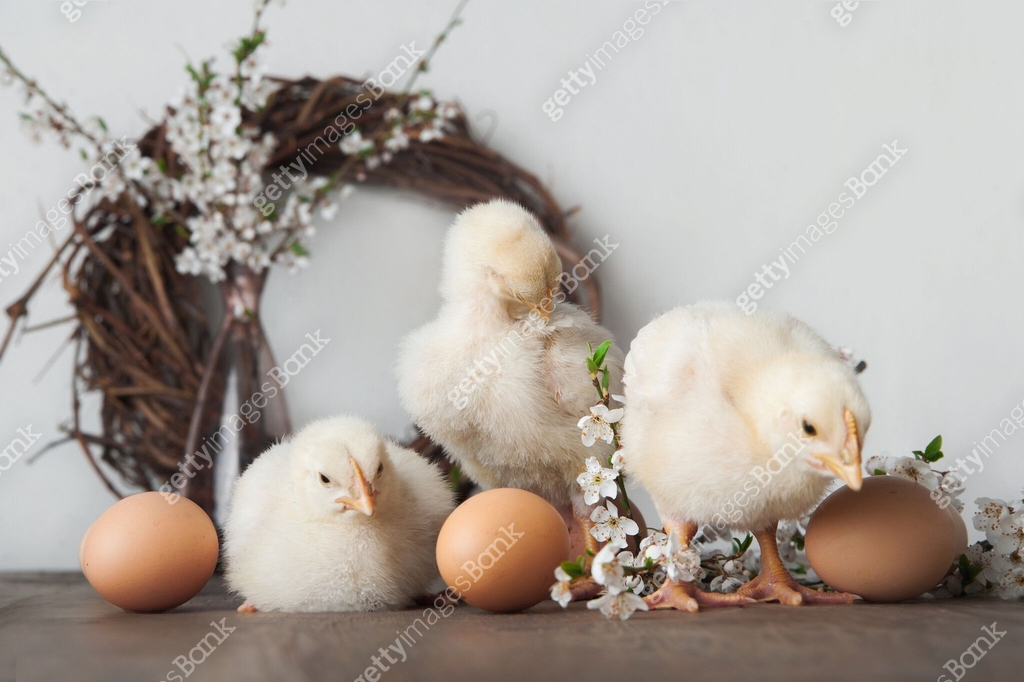 Chicken Spring Easter Happy Easter greeting card. Chickens, eggs, spring wreath, blossoming ...