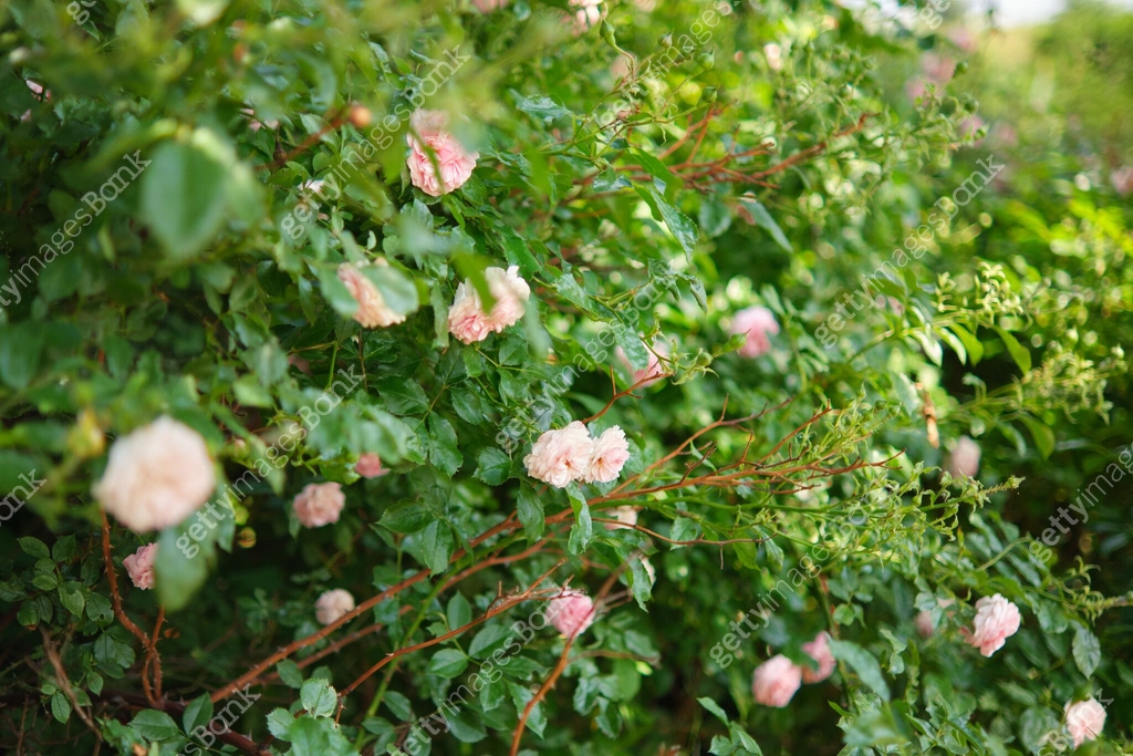 Dense thickets of flowering rose bushes in the garden. Branches of pink ...
