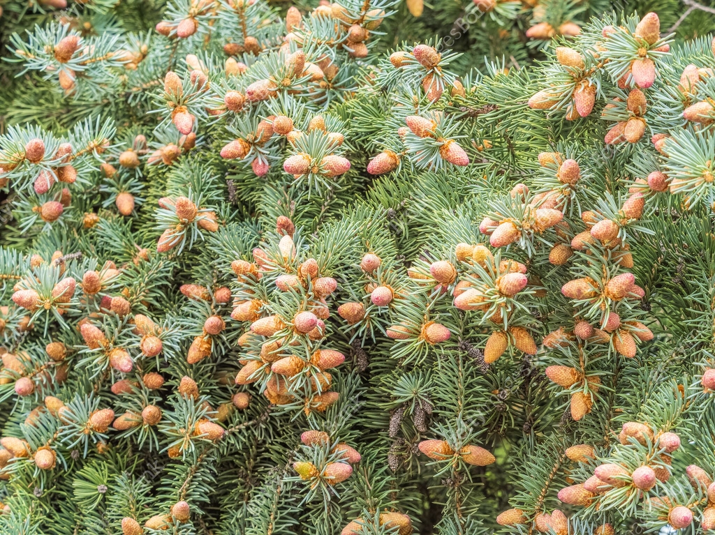 Spring Blaze Fir Closeup of fir branches with young buds. Spring nature concept. Fir ...