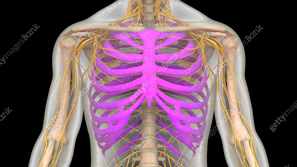 Human Skeleton System Rib Cage Bone Joints Anatomy 이미지 (2062106500 ...