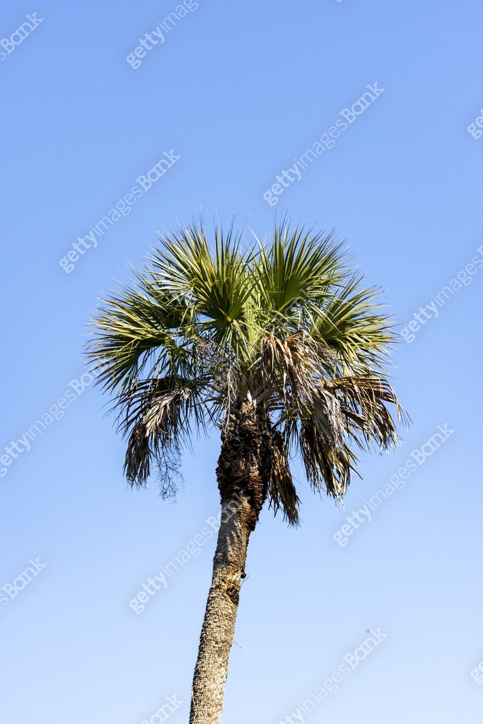 Top of sunny sable palm tree against blue sky 이미지 (2075440599) - 게티이미지뱅크