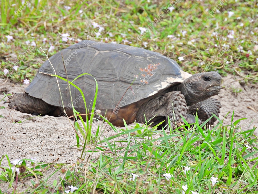 Gopher Tortoise (Gopherus polyphemus) - in the sand 이미지 (2061044066 ...