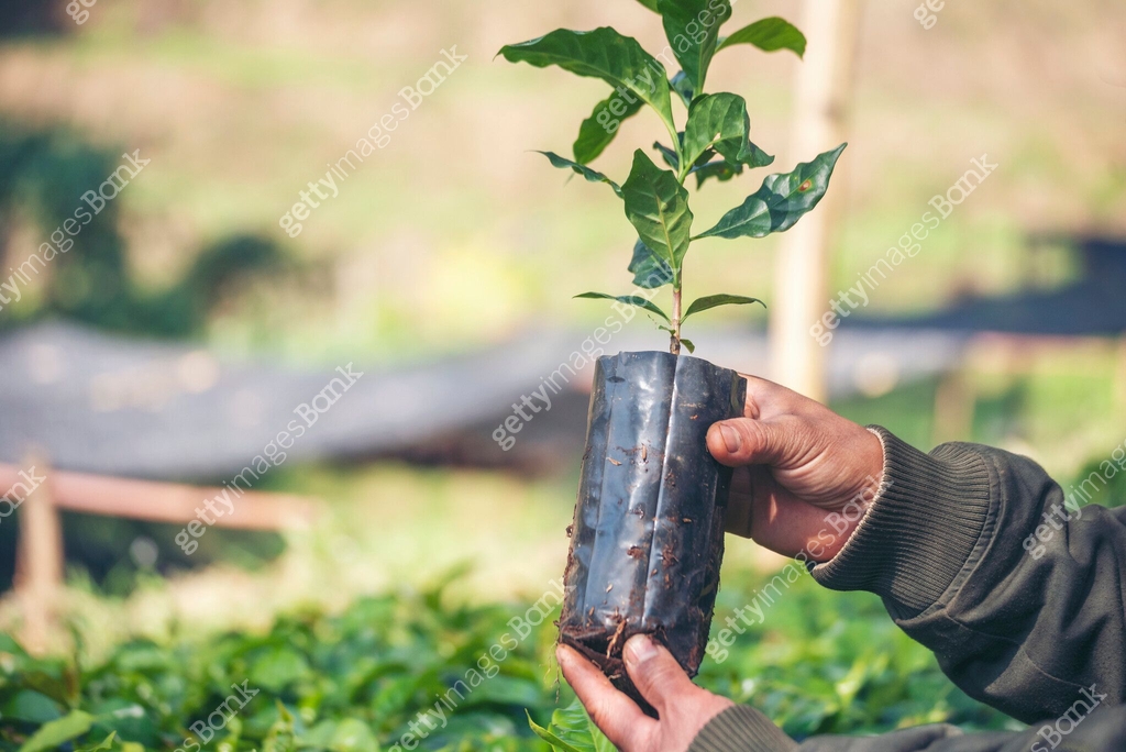 Checking Tree Planting Smart farmer checking plant in eco green farm sustainable quality ...