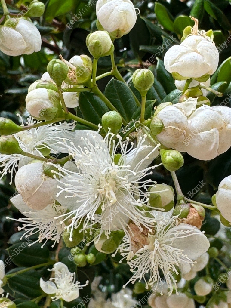 close up view of the inflorescence of the chilean myrtle tree or temu ...