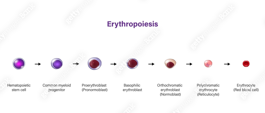 Root Development Blood Erythropoiesis. The development of red blood cell. Erythrocyte. 이미지 ...