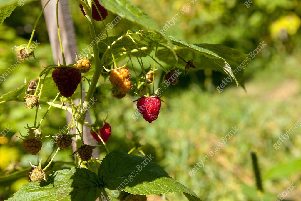 Ripe and unripe raspberry in the fruit garden. Growing natural bush of ...