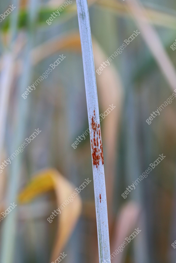 Black stem rust Puccinia graminis infection on a cereal stem. 이미지 ...