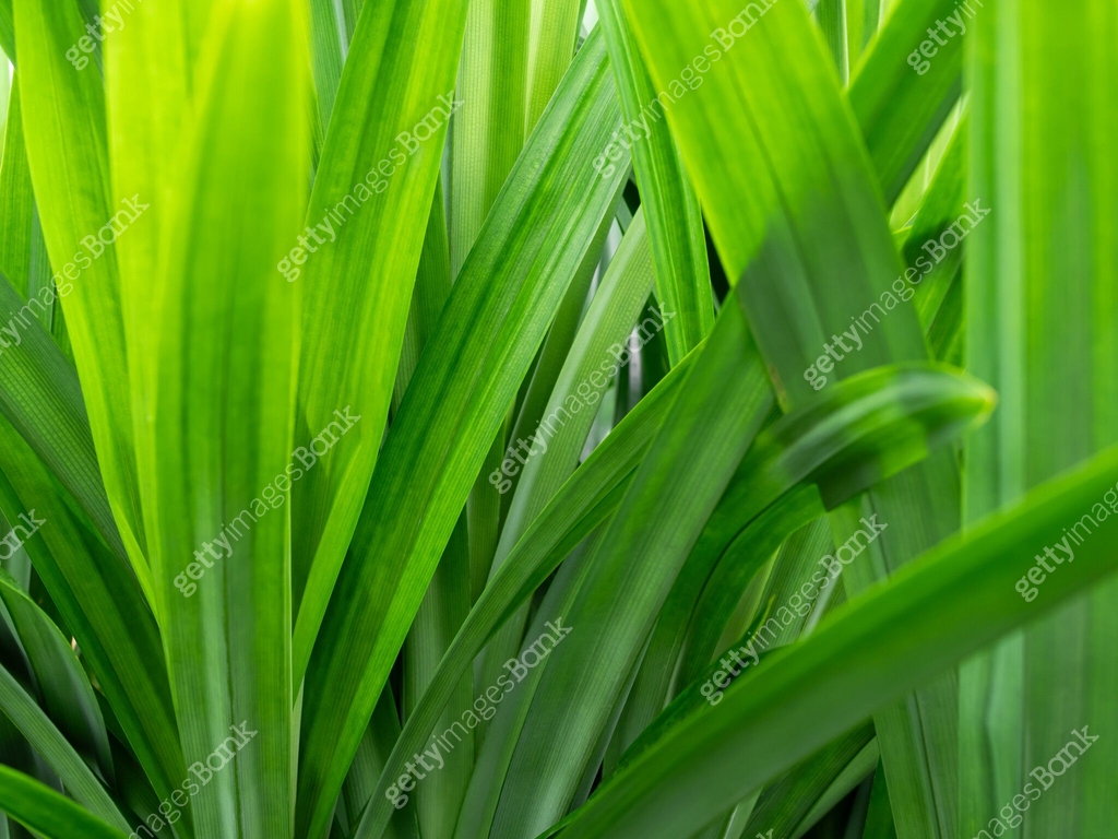 Pandan Leaves Plant Background Pattern Texture Green Leaf Garden Herb ...