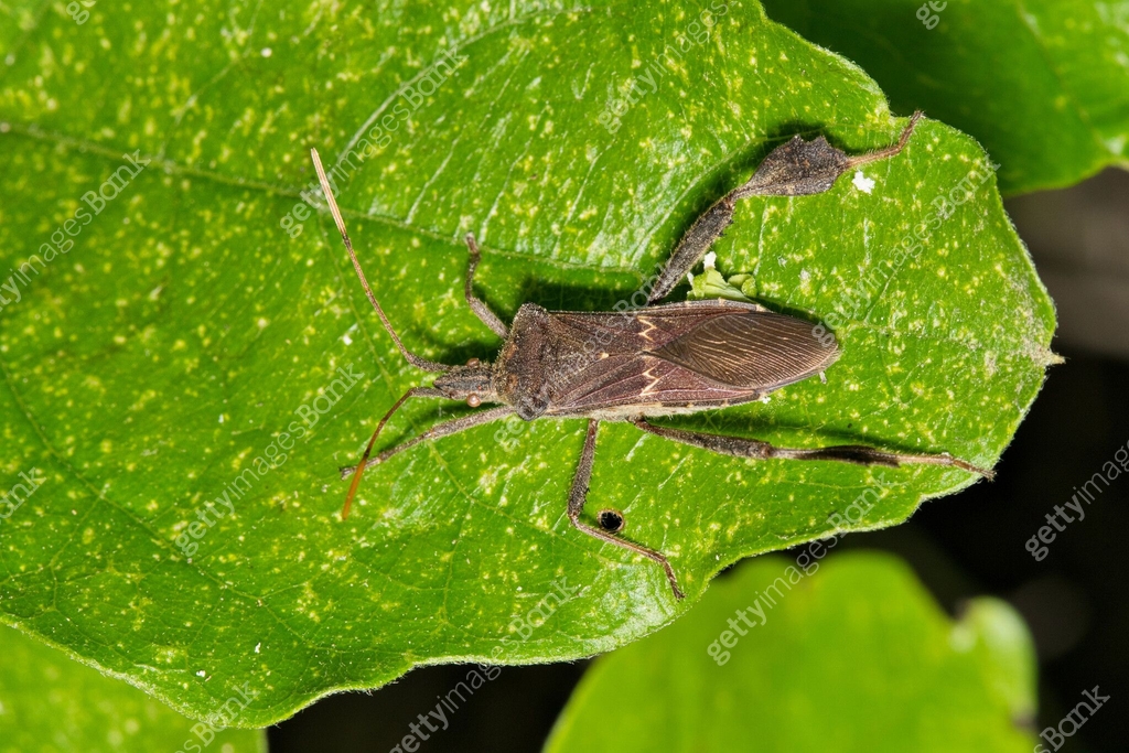 Oak Fly Insect Eastern Leaf Footed bug (Leptoglossus phyllopus) insect on oak leaf ...