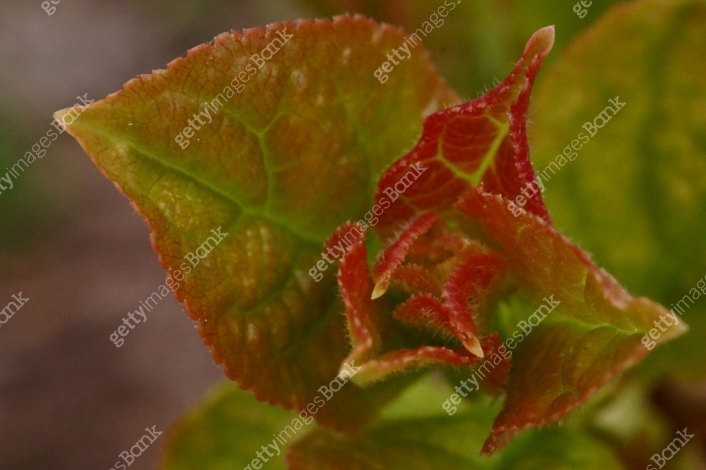 The rebirth of nature; macro photo of young corcodus leaves; Prunus ...
