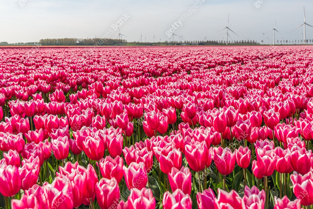 Dutch Spring Background Blooming tulips in the Dutch spring season 이미지 (2148674759) - 게티이미지뱅크