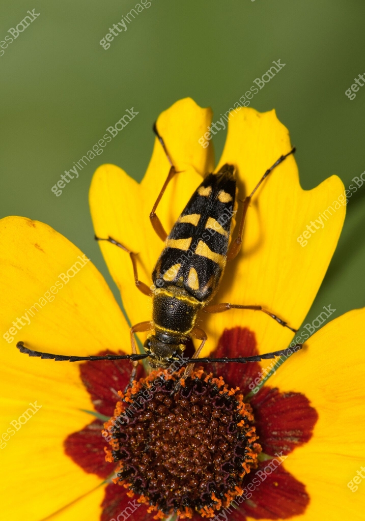 Zebra longhorn beetle (Typocerus zebra) insect feeding on tickseed ...