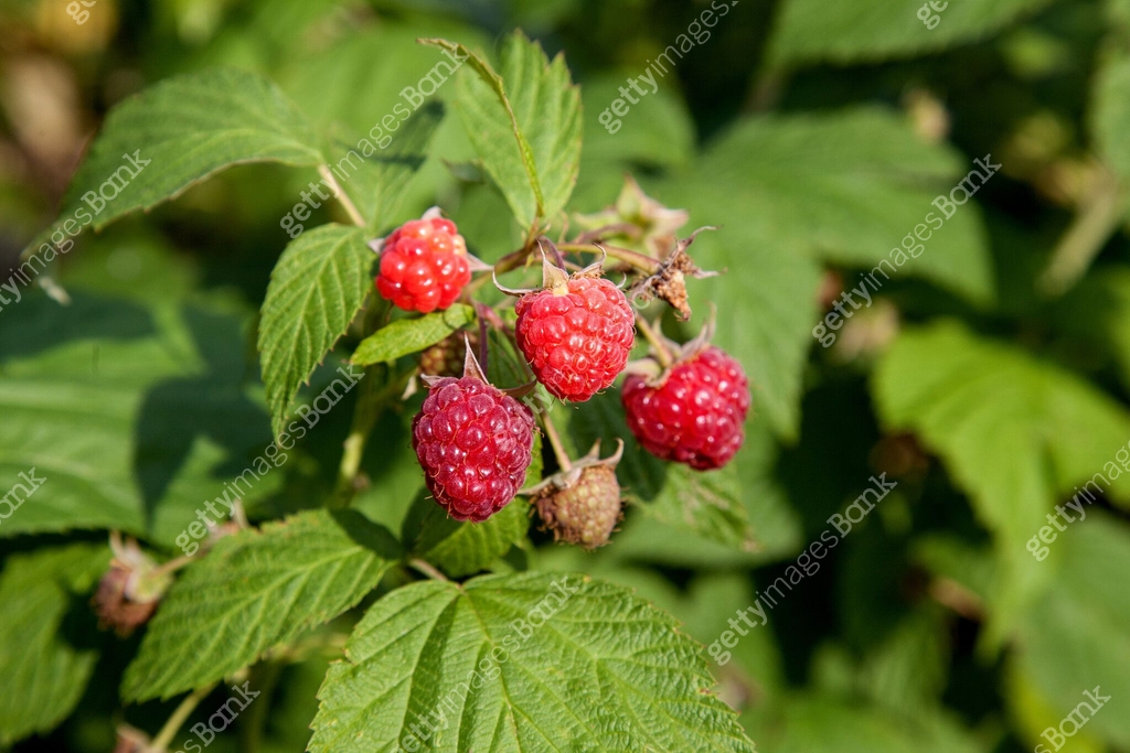 Ripe and unripe raspberry in the fruit garden. Growing natural bush of ...
