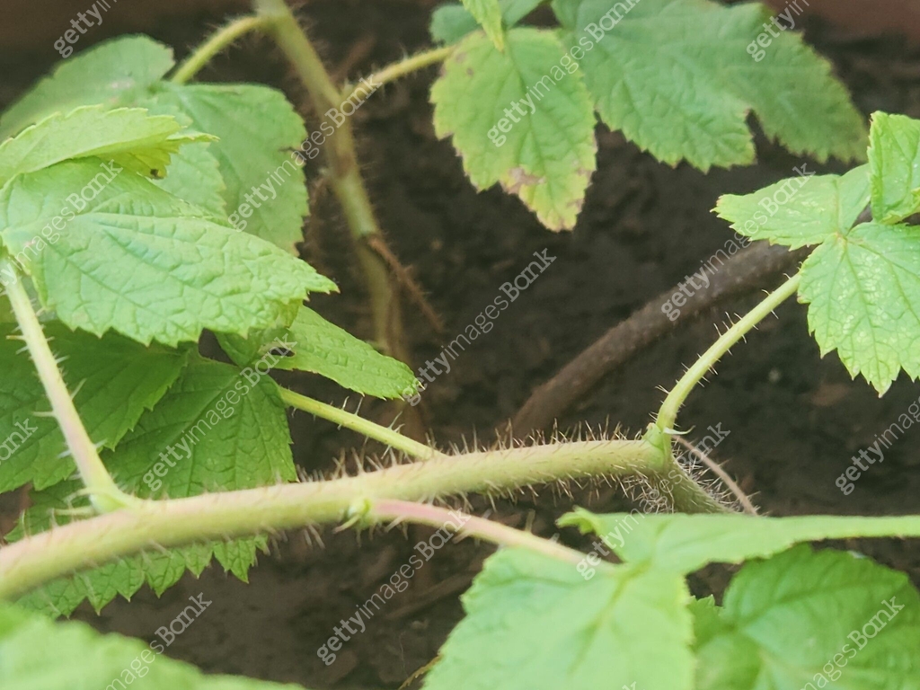 Stem Inside Raspberry The raspberry stem is upright, sturdy, and thorny. It has a green ...