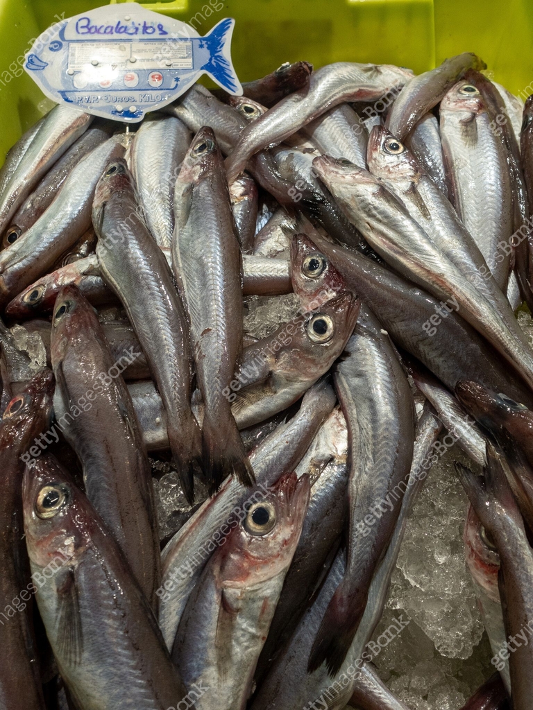 Young Codfish many young cod fishes (gadus) offered in a plastic box on a fish market ...