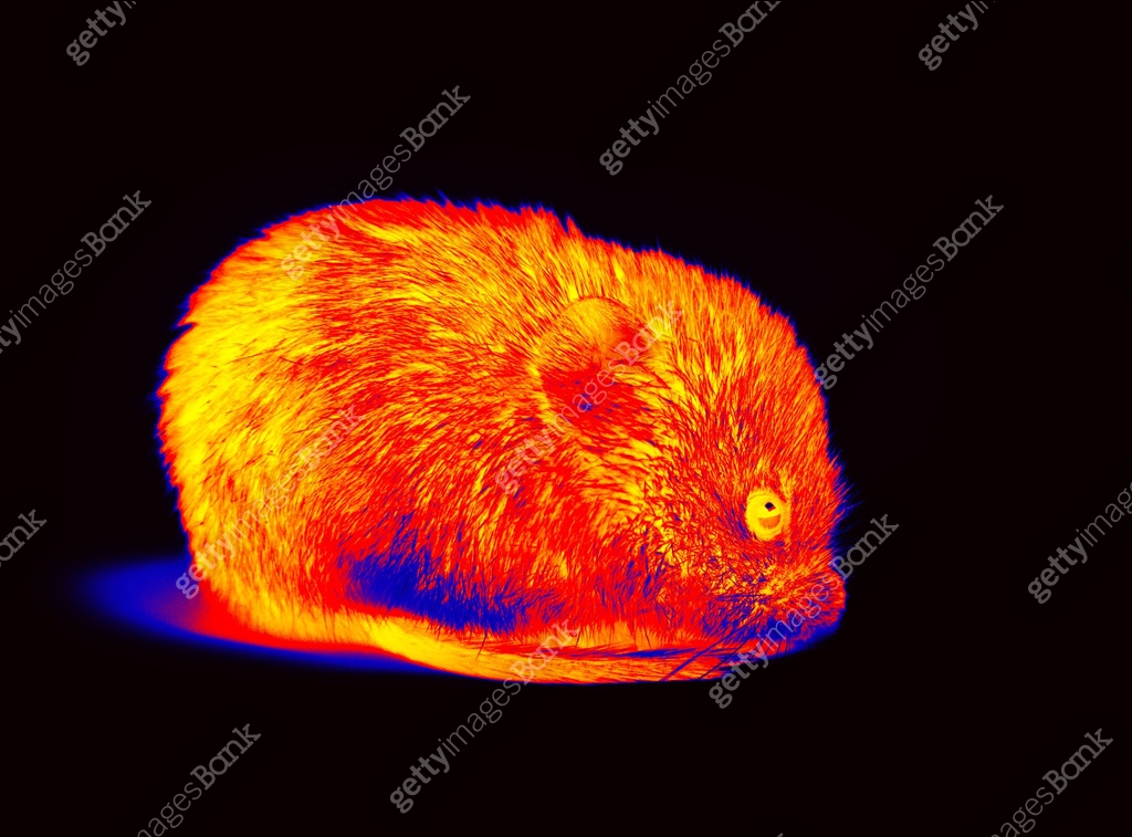 Infared Mouse Wild forest and field mice infrared isolated 이미지 (2155018854) - 게티이미지뱅크