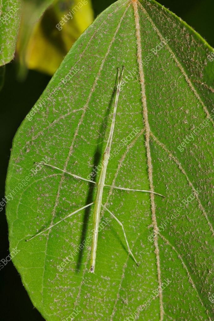 Green larva of a Stickworm (Ramulus mikado) on a big tree leaf (Natural ...