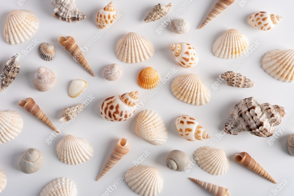 Collection of various sea shells 이미지 (2152722849) - 게티이미지뱅크
