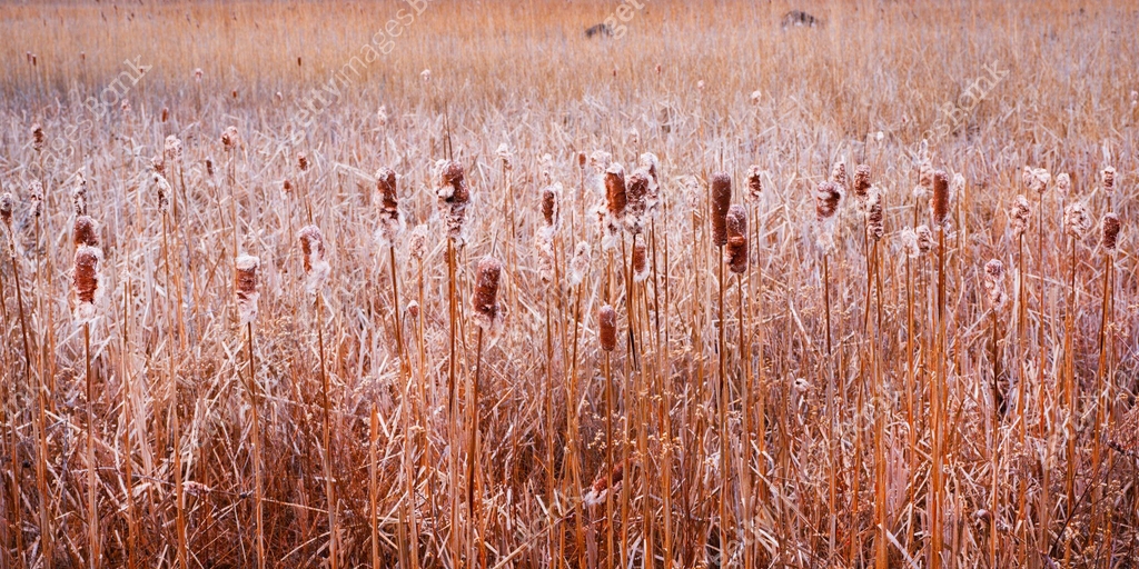 Cattail and common reed plants in the marshland on Cape Cod 이미지 ...