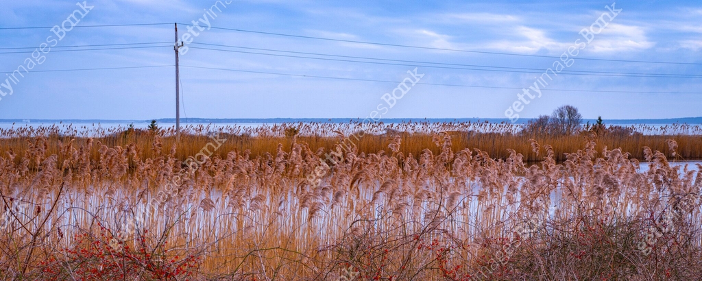 Common Reed Cape Cod Common reed plants in the marshland on Cape Cod 이미지 (2151431456) - 게티이미지뱅크