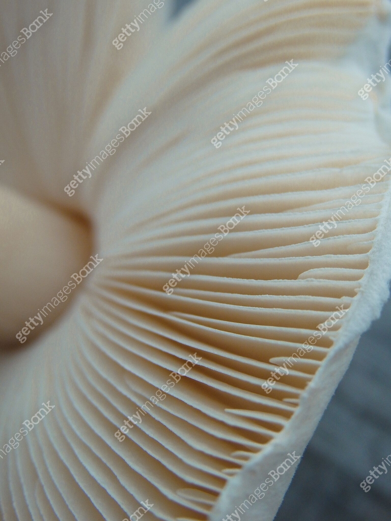 Close up of gills of agaric mushroom?. Lamella of a big mushroom ...