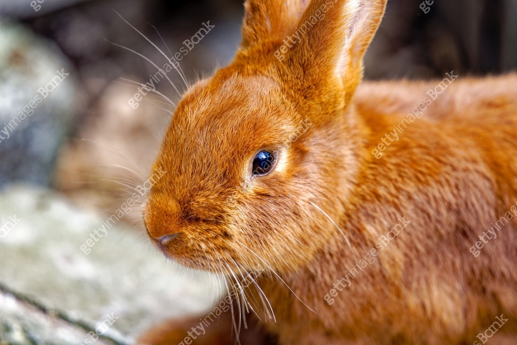 Cute adorable gold colored female rabbit at garden plot of Swiss town ...