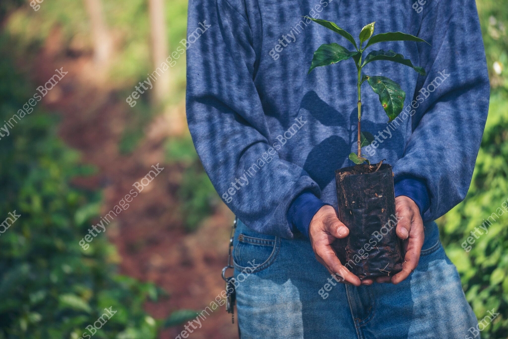 Checking Tree Planting Smart farmer checking plant in eco green farm sustainable quality ...