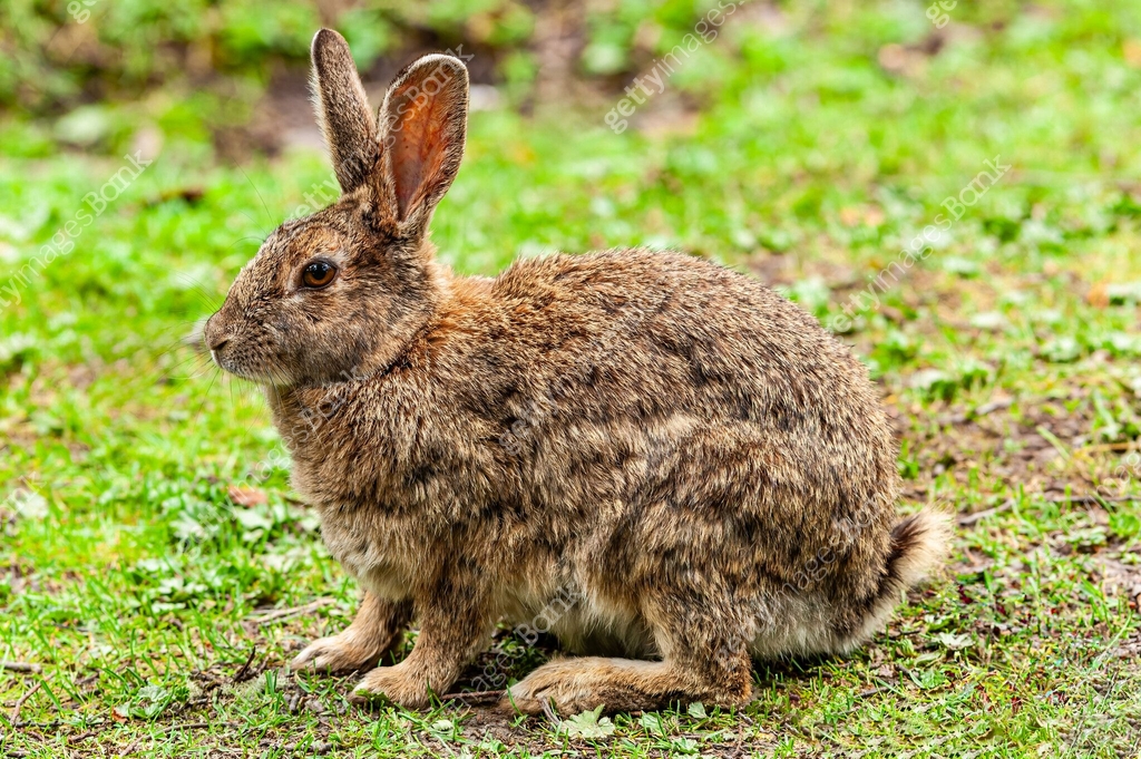 The European rabbit (Oryctolagus cuniculus) or coney is a species of ...