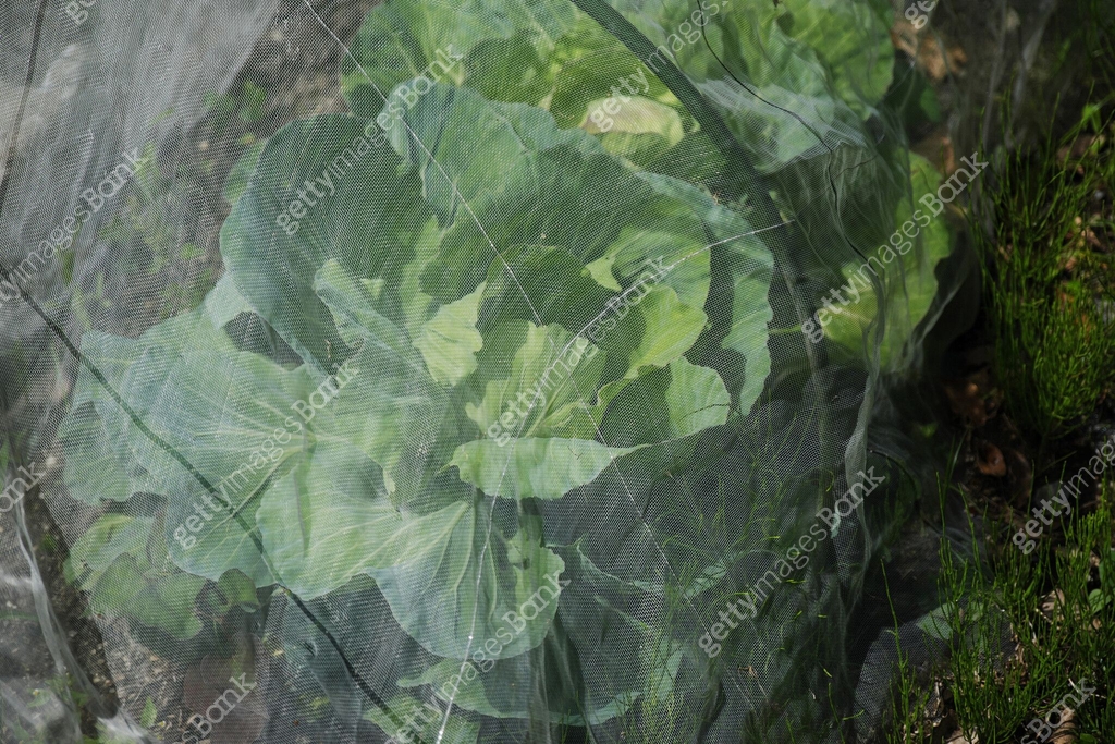 Insect Bank Cabbage inside insect netting begins to roll up 이미지 (2155847302) - 게티이미지뱅크