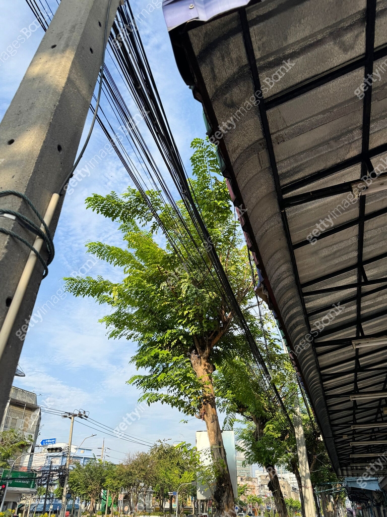 Image of electricity wires tangled in a tree, looking messy and ...