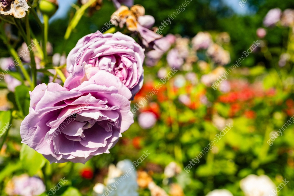 First Day Of Spring Roses Beautiful Roses in Bloom on a Spring Day 이미지 (2159565294) - 게티이미지뱅크