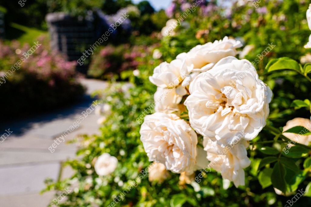 First Day Of Spring Roses Beautiful Roses in Bloom on a Spring Day 이미지 (2159565308) - 게티이미지뱅크