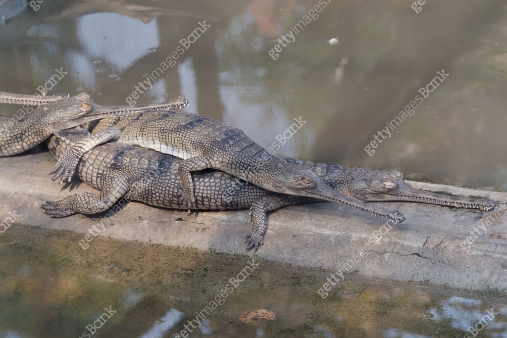 View Of The Gharial Crocodiles In The Gharial Breeding Center Chitwan view-of-the-gharial-crocodiles-in-the-gharial-breeding-center-chitwan