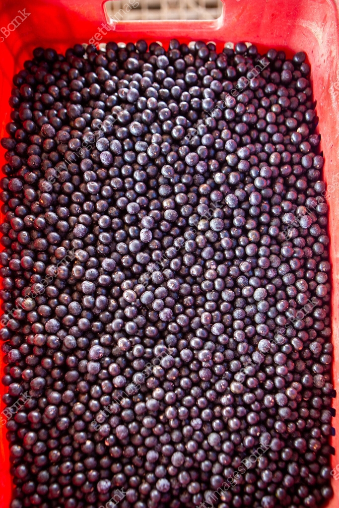 Closeup Of Fresh Acai Berry Fruits In Amazon Rainforest Brazil closeup-of-fresh-acai-berry-fruits-in-amazon-rainforest-brazil